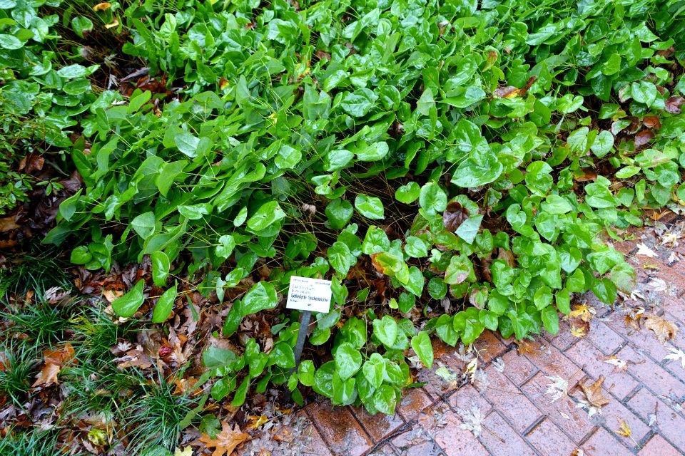 Epimedium pinnatum - Flora park - Cologne, Germany - DSC00805