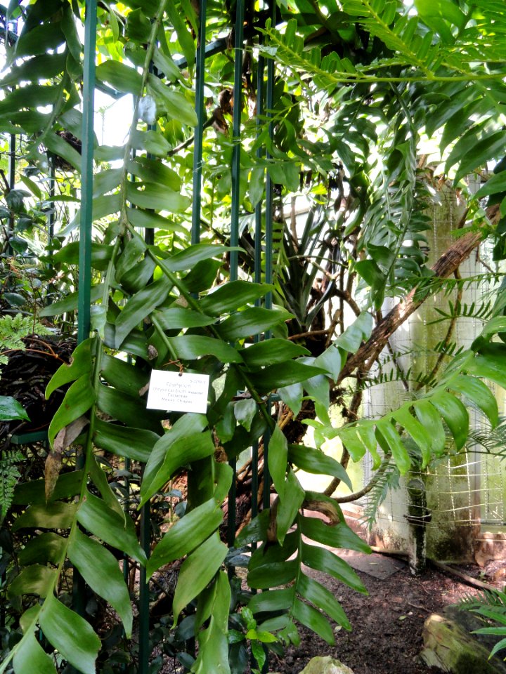 Epiphyllum chrysocardium - Palmengarten Frankfurt - DSC01881