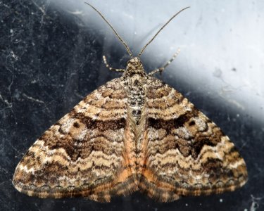 Epirrhoe plebeculata Hodges 7395 Kern 2017-01-30