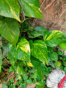 Epipremnum aureum or Devil's Ivy or Money plant