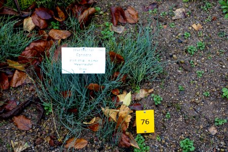 Ephedra monosperma (Ephedra minima) - Botanischer Garten - Heidelberg, Germany - DSC00826