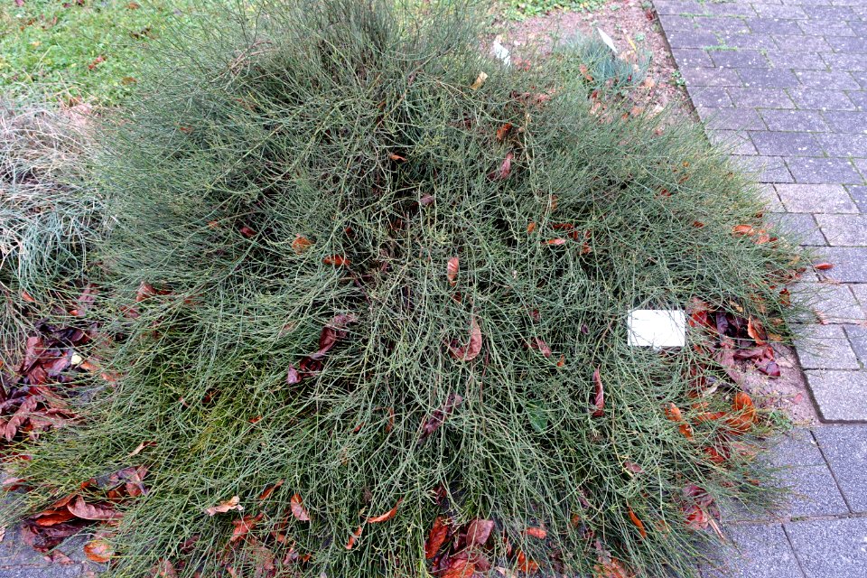 Ephedra chilensis - Botanischer Garten - Heidelberg, Germany - DSC00829