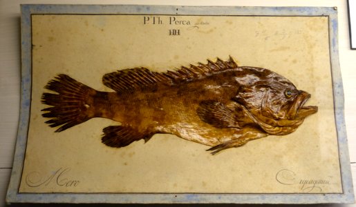Epinephelus itajara - Museu da Ciência da Universidade de Coimbra - University of Coimbra - Coimbra, Portugal - DSC09236