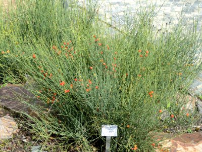 Ephedra chilensis - Palmengarten Frankfurt - DSC01902