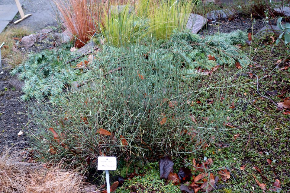 Ephedra breana - Botanischer Garten, Dresden, Germany - DSC08390
