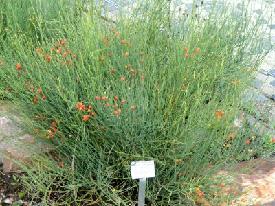 Ephedra chilensis - Palmengarten Frankfurt - DSC01893