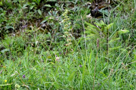 Epipactis helleborine habitus