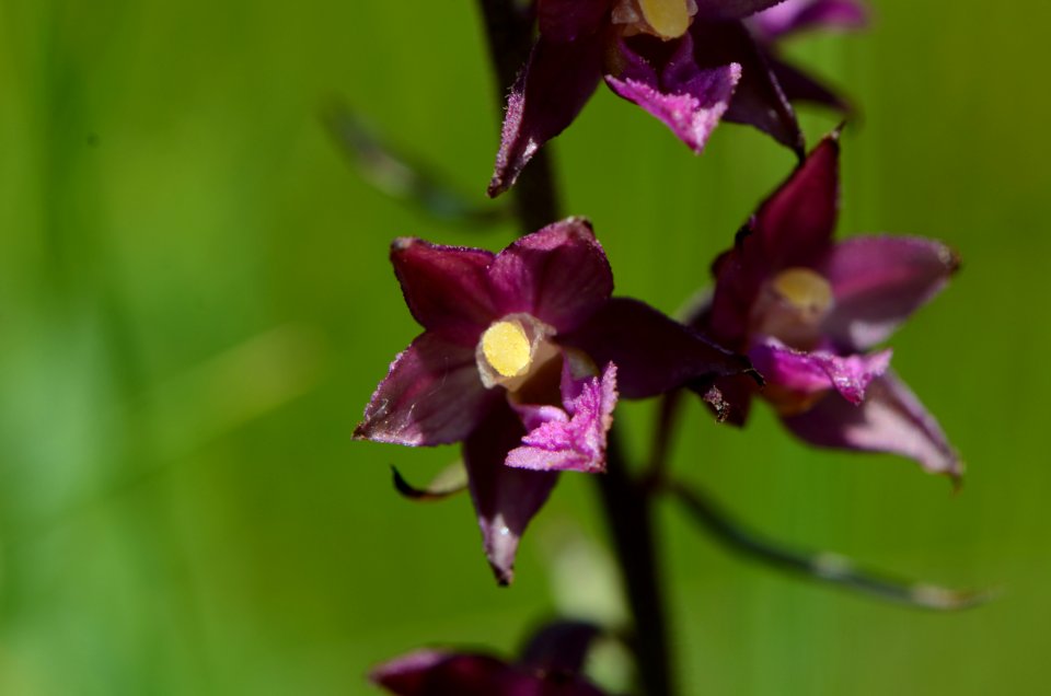 Epipactis atrorubens flowering