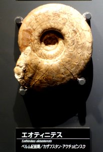 Eothinites aktastensis - National Museum of Nature and Science, Tokyo - DSC07723