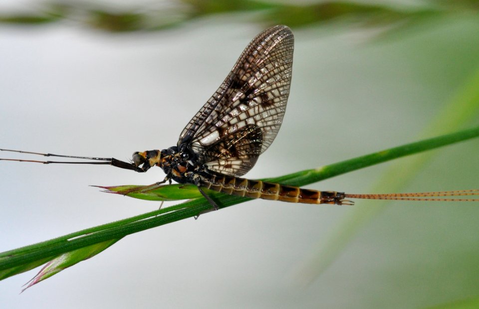 Ephemera-vulgata-10-fws