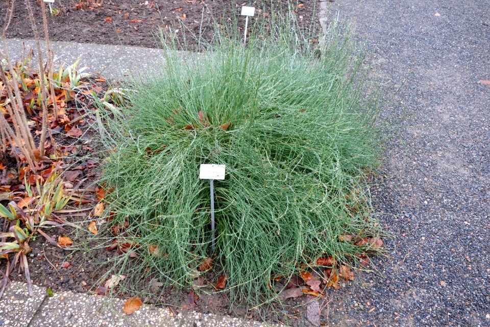 Ephedra gerardiana - Botanischer Garten, Dresden, Germany - DSC08778