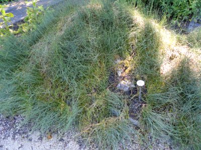 Ephedra distachya - Botanischer Garten, Frankfurt am Main - DSC02516