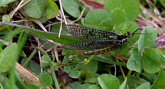 Ephemera-vulgata-05-fws