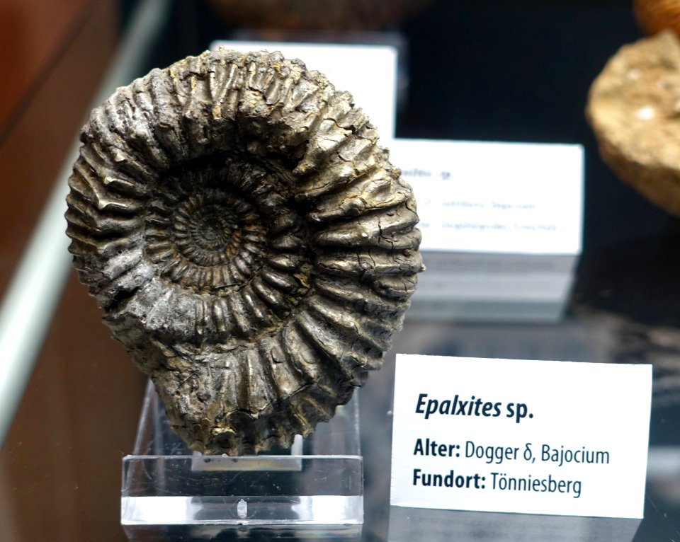 Epalxites sp. - Naturhistorisches Museum, Braunschweig, Germany - DSC05109