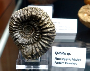 Epalxites sp. - Naturhistorisches Museum, Braunschweig, Germany - DSC05109