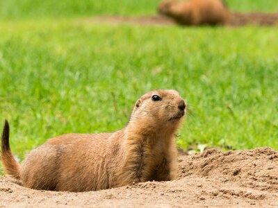 Animal nature cute