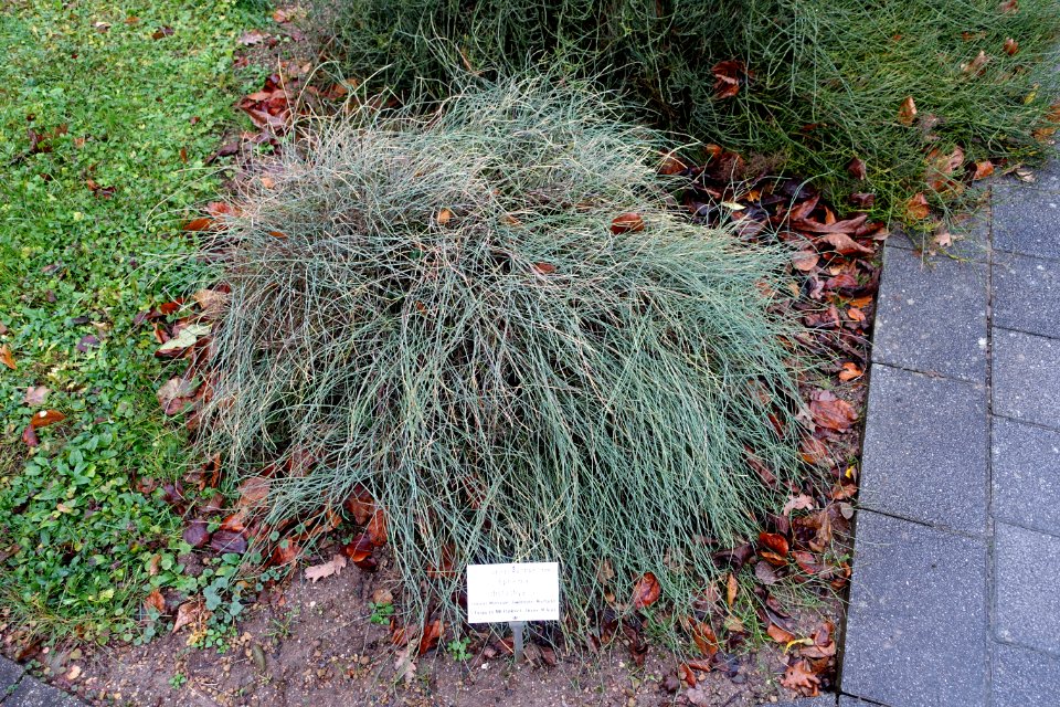 Ephedra distachya - Botanischer Garten - Heidelberg, Germany - DSC00831