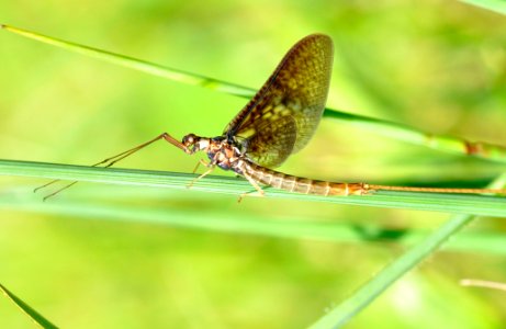 Ephemera-vulgata-06-fws