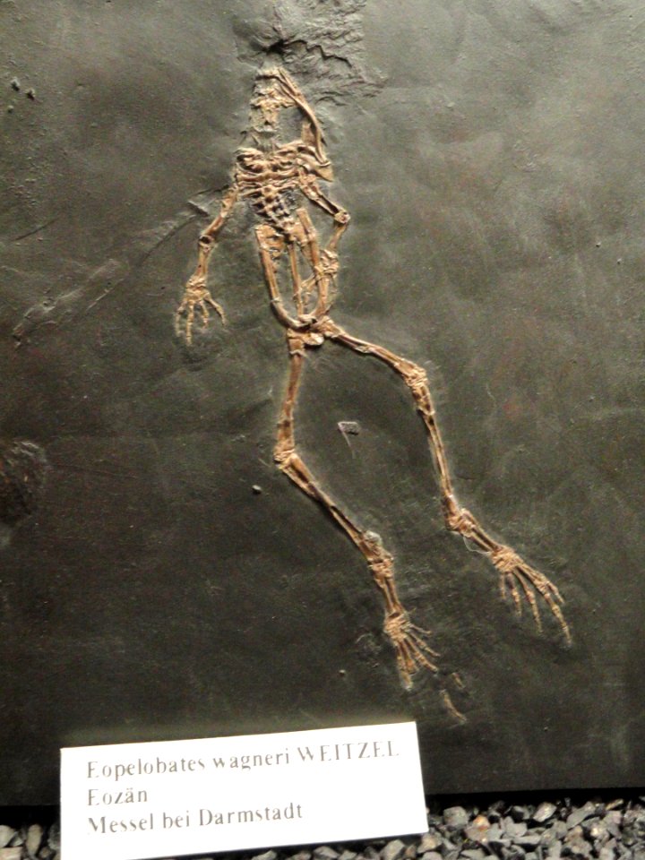 Eopelobates wagneri - Naturmuseum Senckenberg - DSC02197