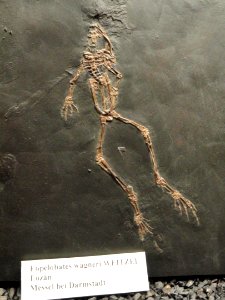 Eopelobates wagneri - Naturmuseum Senckenberg - DSC02197