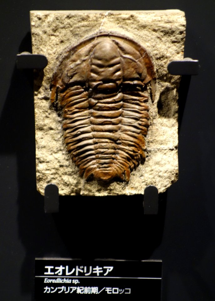 Eoredlichia sp. - National Museum of Nature and Science, Tokyo - DSC07737