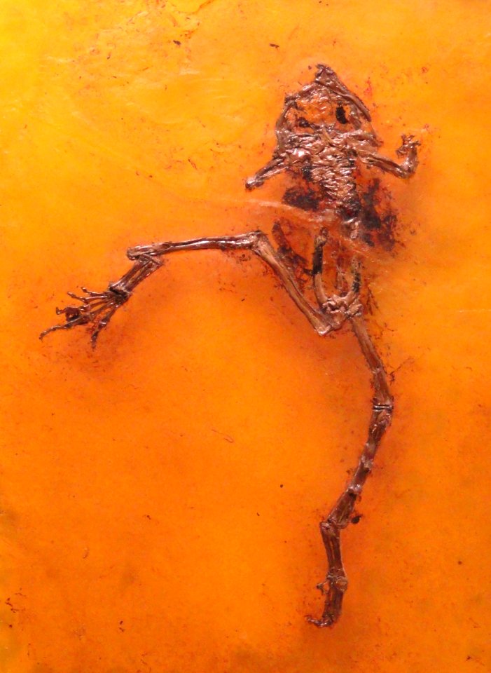 Eopelobates wagneri - Naturmuseum Senckenberg - DSC02250a