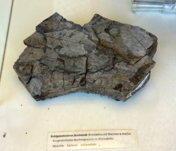 Eotrigonobalanus furcinervis fossil - Botanischer Garten, Dresden, Germany - DSC08475
