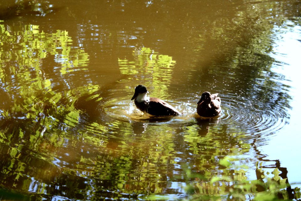 Enten 2