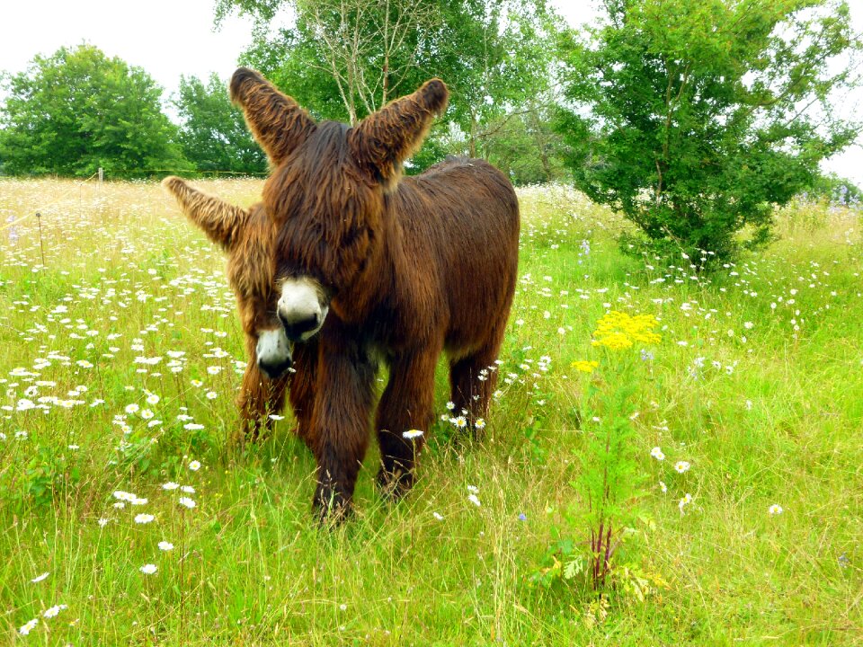 Ass couple long haired reddish-brown