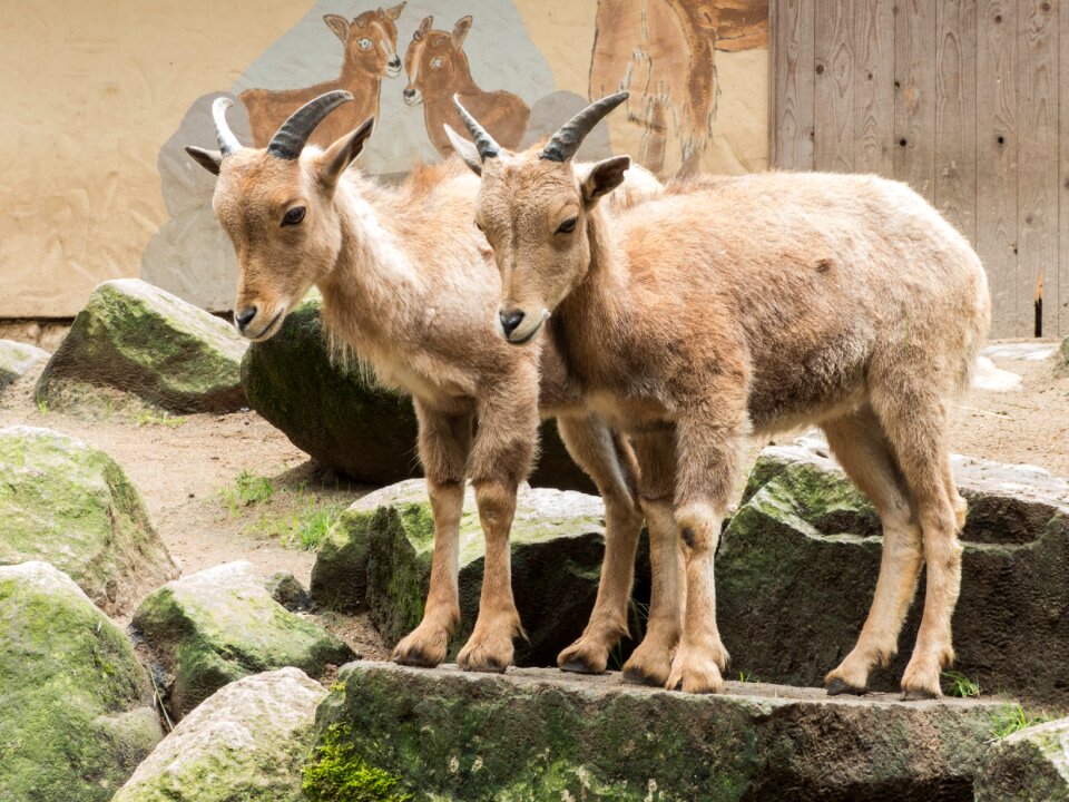 Billy goat nature livestock