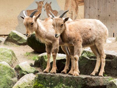 Billy goat nature livestock photo