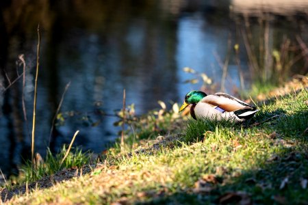 Ente in Tübingen an der Neckarspitze