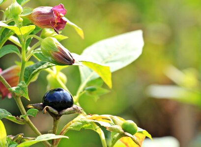 Flowers berry bush