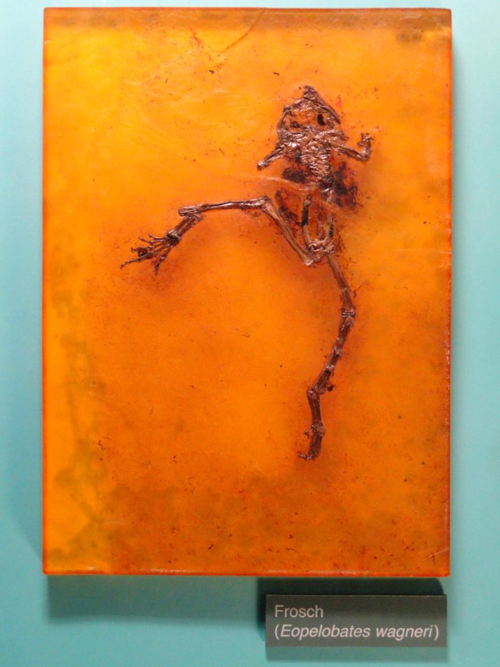 Eopelobates wagneri - Naturmuseum Senckenberg - DSC02250