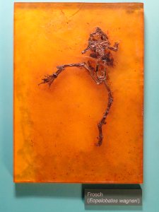 Eopelobates wagneri - Naturmuseum Senckenberg - DSC02250