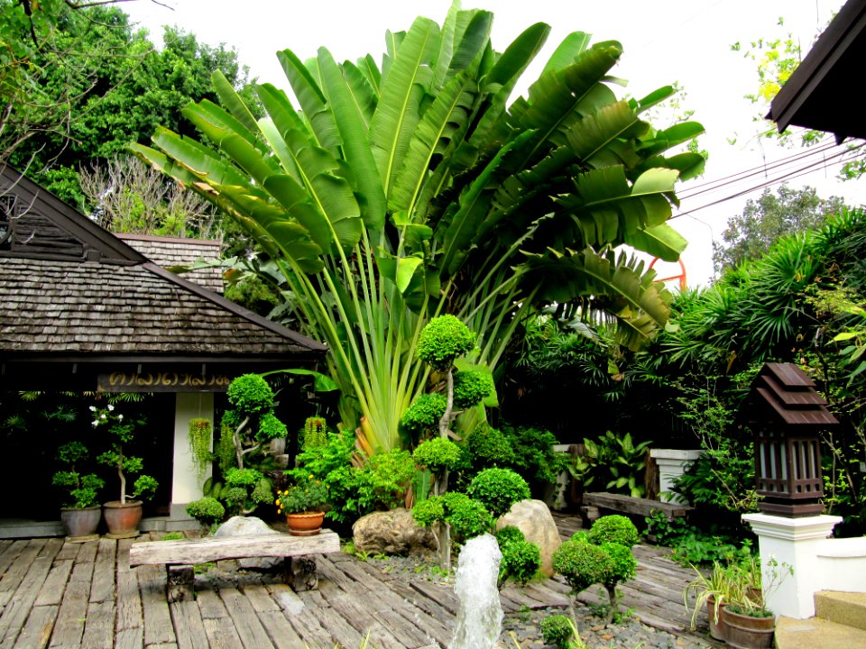 Entrée d'un restaurant avec arbre du voyageur