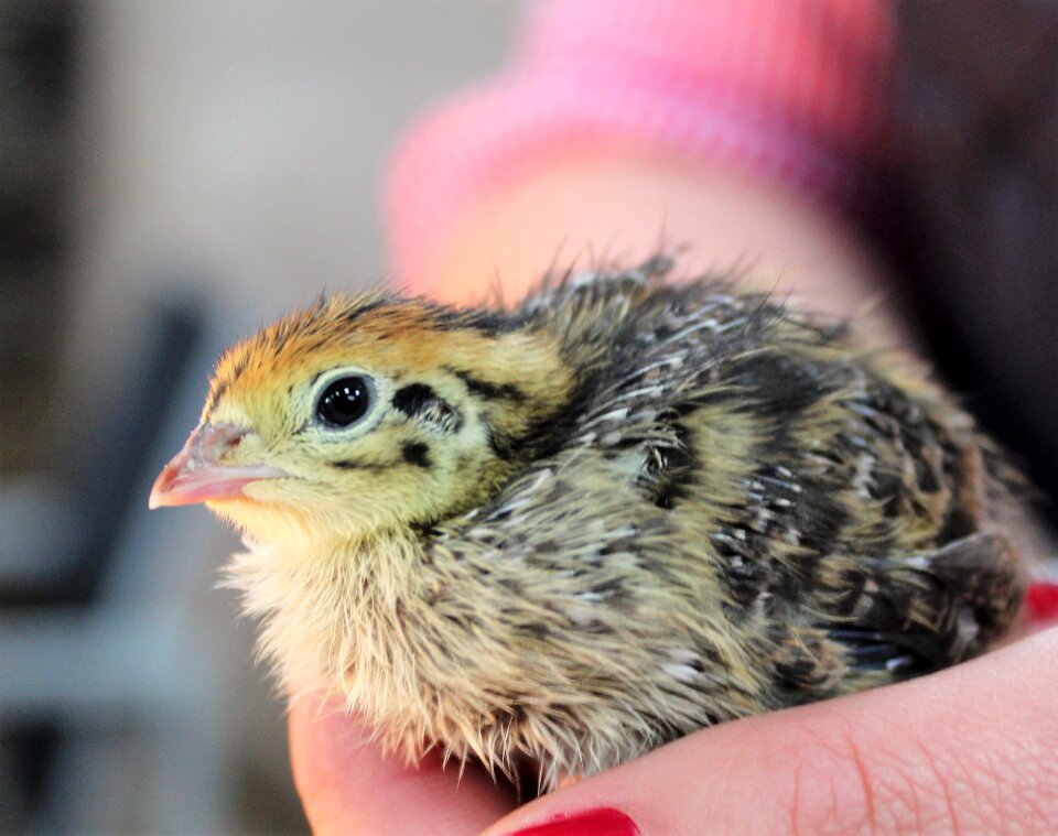 Poultry bird nature photo