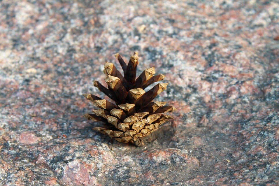 Pine cone stone forest