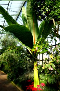 Ensete ventricosum - Wilhelma Zoo - Stuttgart, Germany - DSC01810