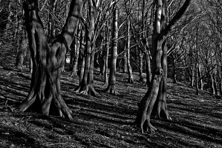 Forest dark fantasy photo