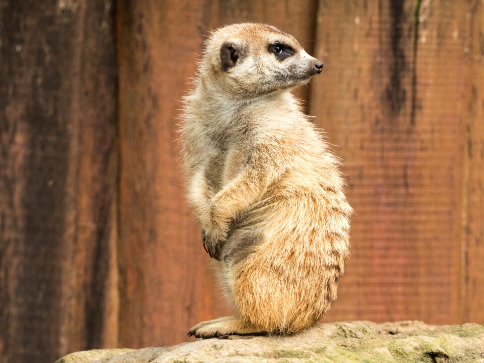 Nature animals sit