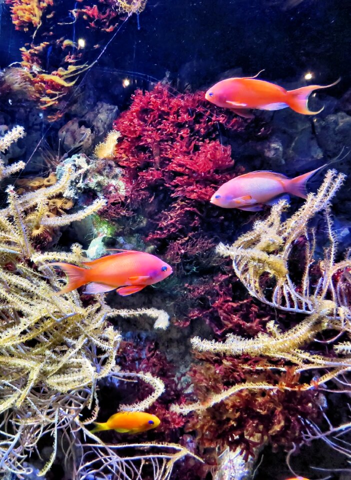 Exotic colors scuba diving