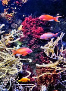 Exotic colors scuba diving photo