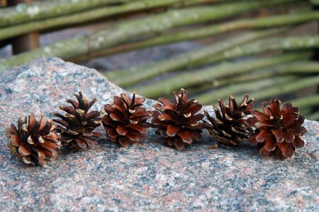 Stone summer nature