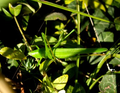 Ensifera-IMGP8313