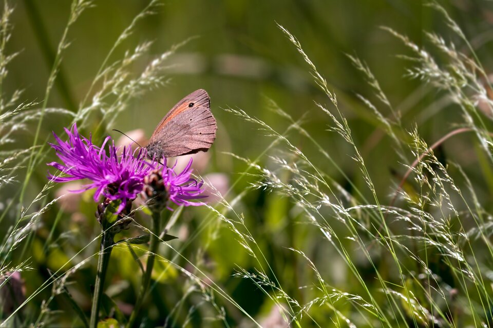 Pointed flower meadow nature