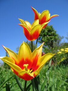 A variety toronto flower photo