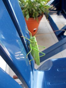 Ensifera, Piršenbreg
