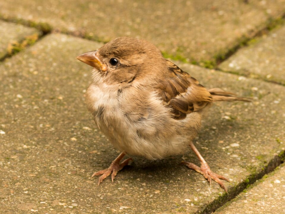 Sparrow cheeky sperling