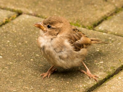 Sparrow cheeky sperling